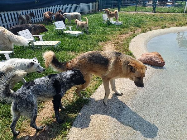 BUBU adozione del cuore per un cane giocoso Foto 8